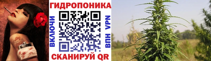 Марихуана сатива Чудово